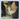 Katzen-Kalender