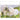 Hunde - Kalender 2026 B2B moin Kalender