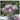 Blumen 2026 - Broschürenkalender 2026 KFP-B2C Alpha Edition