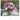 Bouquets - Kalender 2026 KFP-B2C NEUMANN
