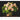Geliebte Rosen - Kalender 2026 KFP-B2C DUMONT
