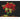 Geliebte Rosen - Kalender 2026 KFP-B2C DUMONT