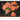 Geliebte Rosen - Kalender 2026 KFP-B2C DUMONT